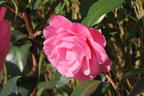 Japanische Kamelie rosa - Camellia japonica rosa