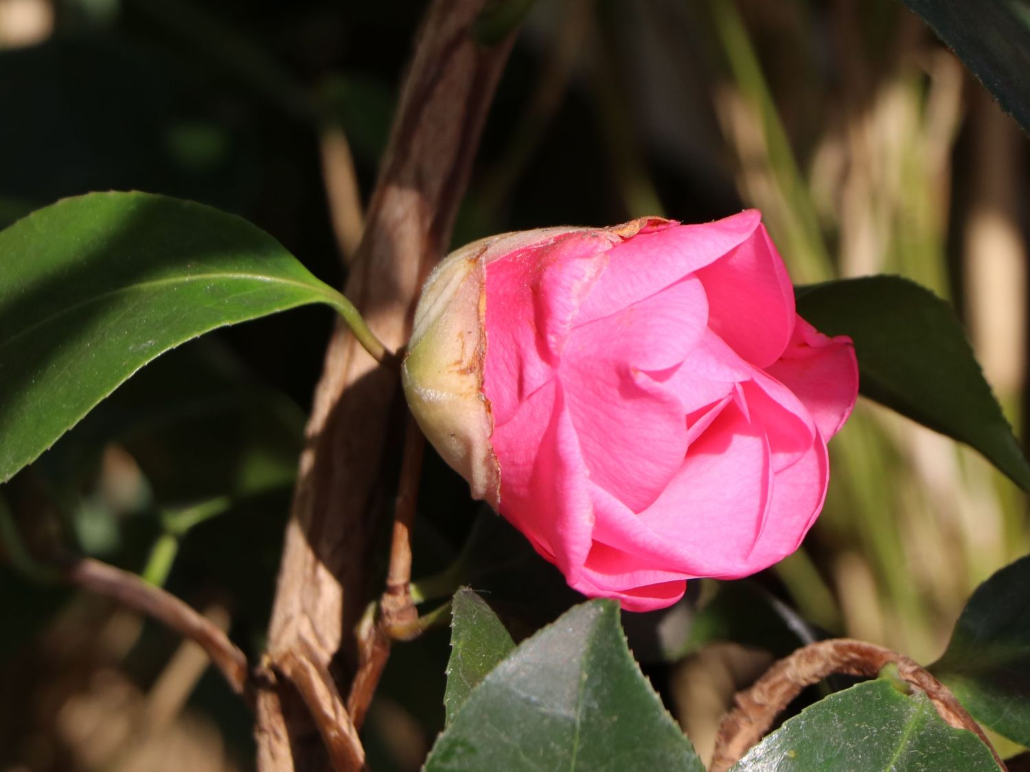 Japanische Kamelie rosa - Camellia japonica rosa