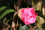 Japanische Kamelie rosa - Camellia japonica rosa