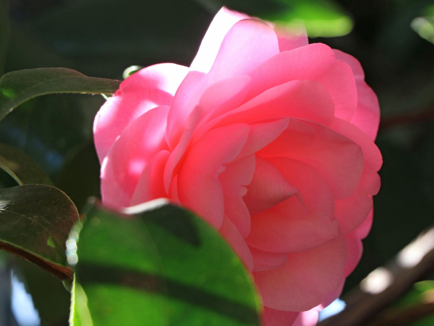 Japanische Kamelie rosa - Camellia japonica rosa
