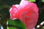 Japanische Kamelie rosa - Camellia japonica rosa