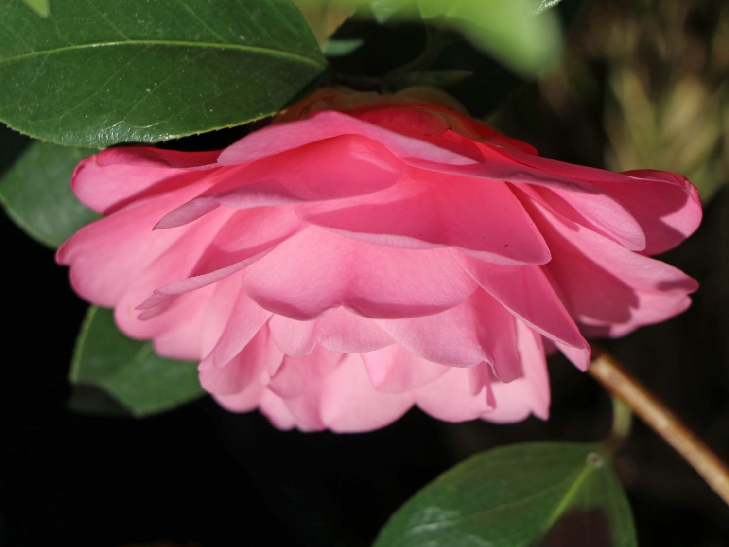 Japanische Kamelie rosa - Camellia japonica rosa