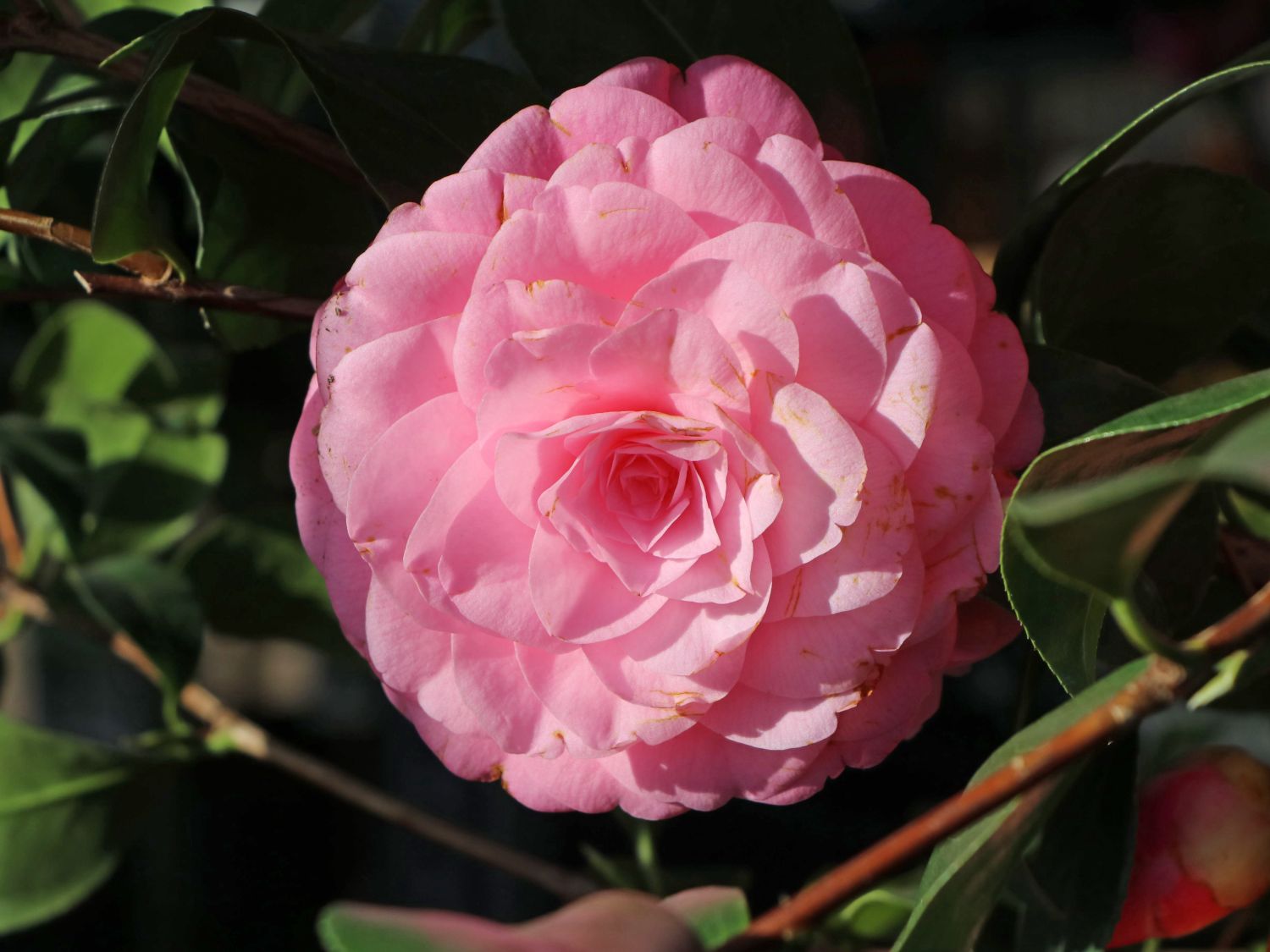 Japanische Kamelie rosa - Camellia japonica rosa