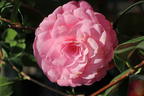 Japanische Kamelie rosa - Camellia japonica rosa