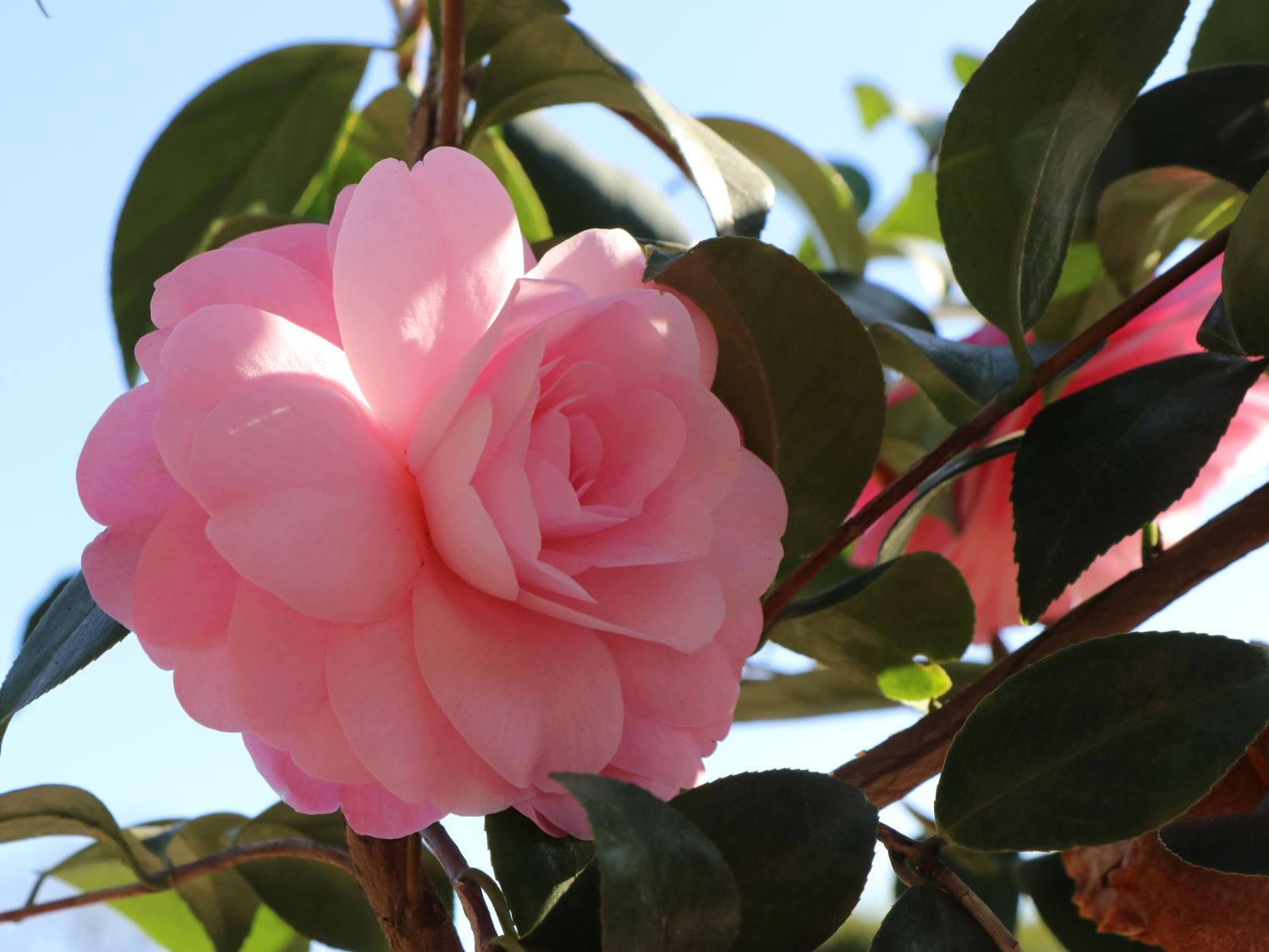 Japanische Kamelie rosa - Camellia japonica rosa