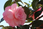 Japanische Kamelie rosa - Camellia japonica rosa