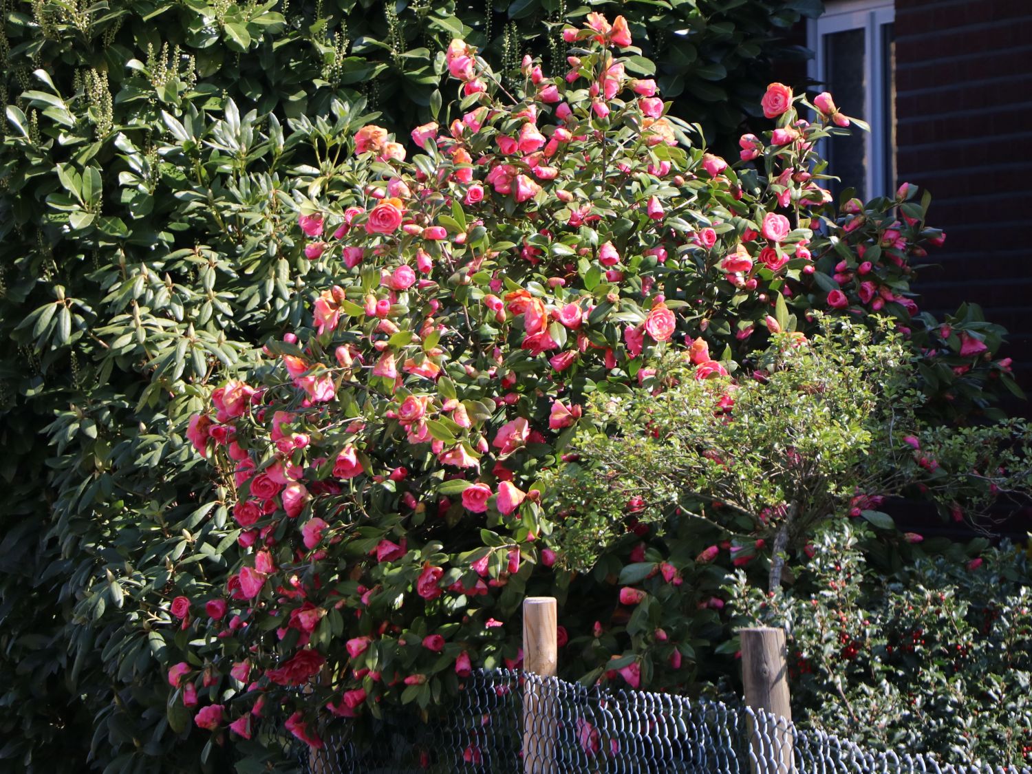 Japanische Kamelie rosa - Camellia japonica rosa