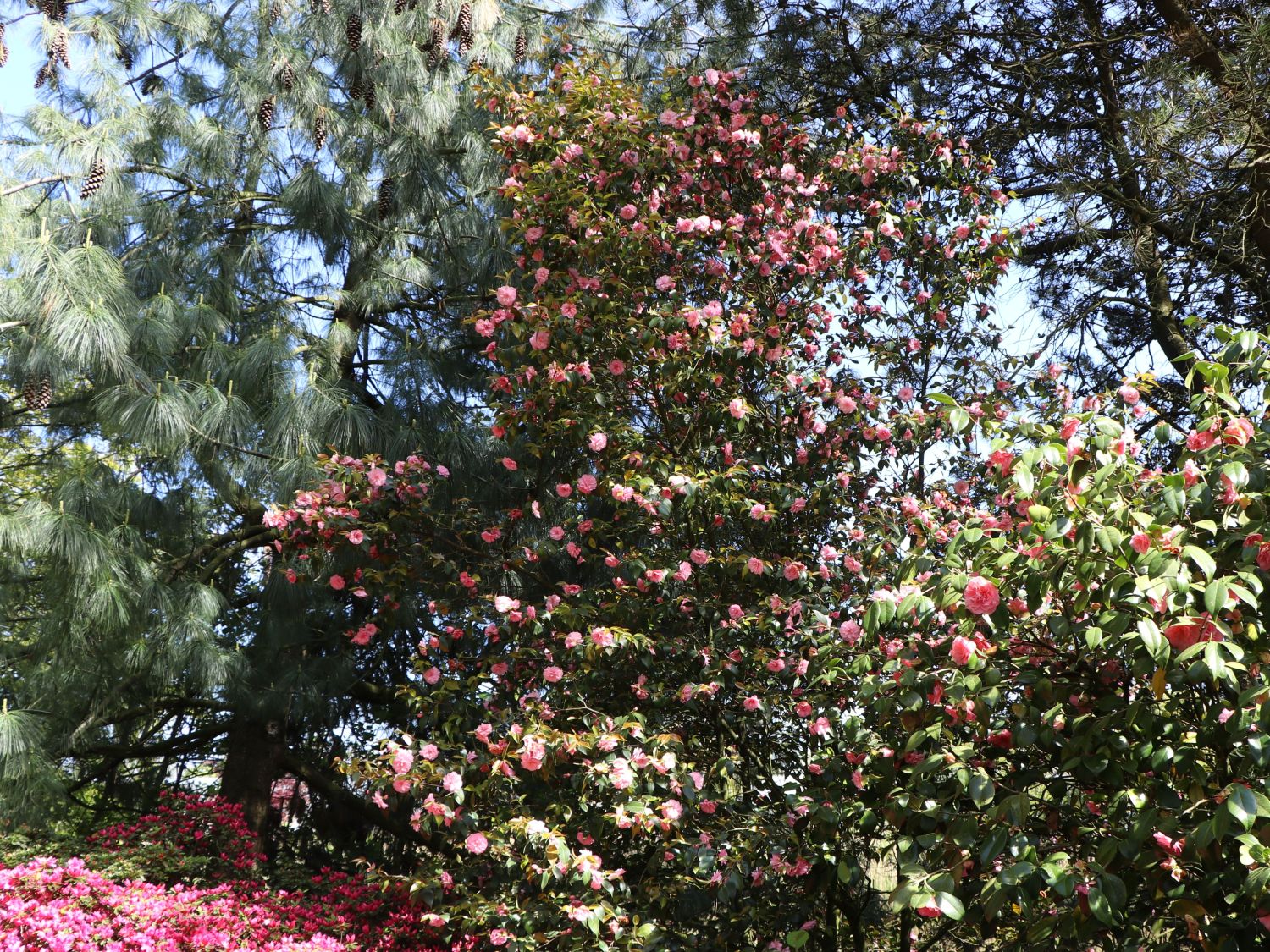 Japanische Kamelie rosa - Camellia japonica rosa