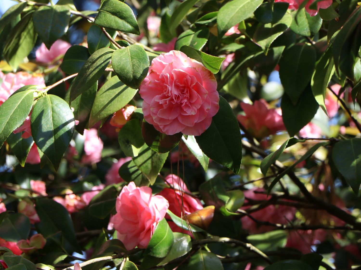 Japanische Kamelie rosa - Camellia japonica rosa