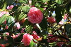 Japanische Kamelie rosa - Camellia japonica rosa