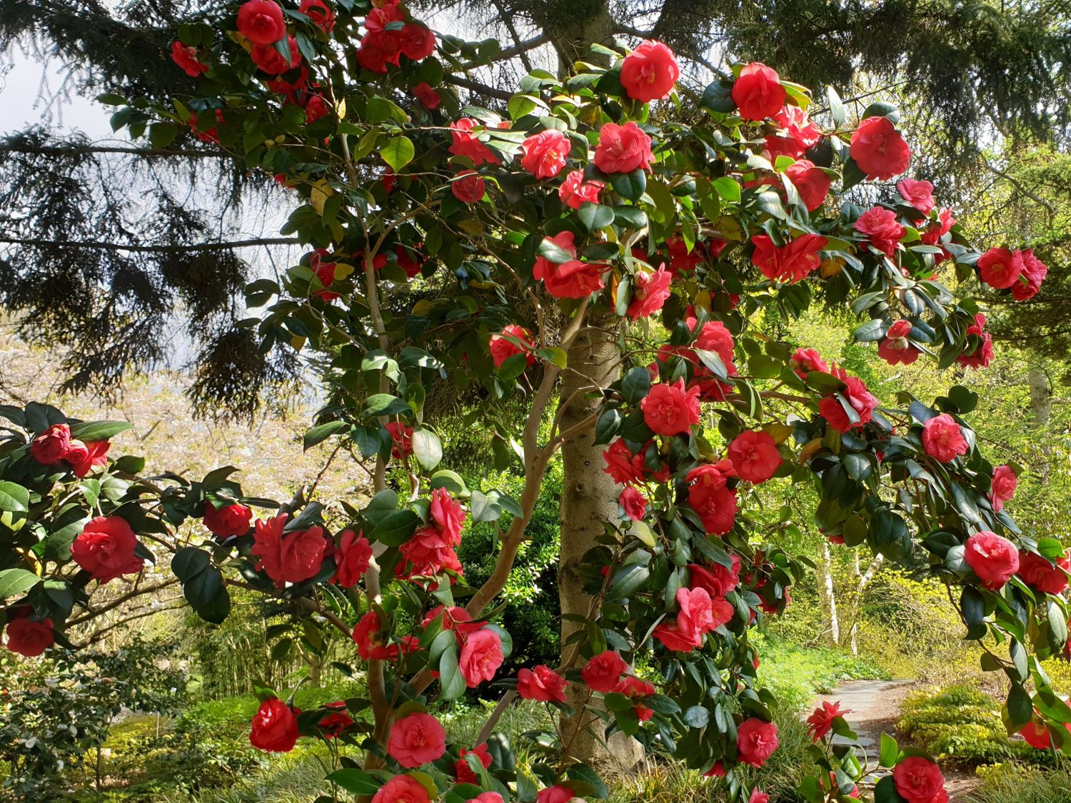 Japanische Kamelie rot - Camellia japonica rot