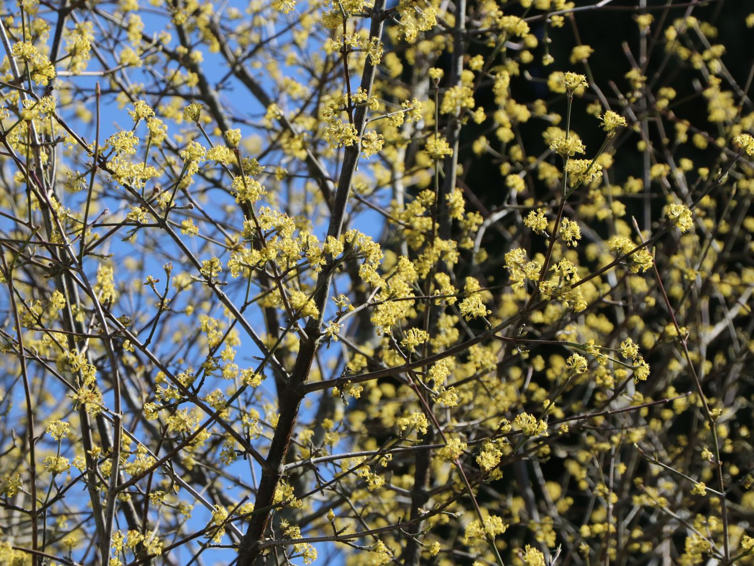 Japanische Kornelkirsche 'Kintoki'