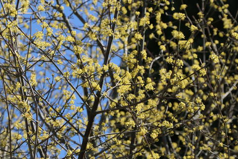 Japanische Kornelkirsche 'Kintoki' - Cornus officinalis 'Kintoki'