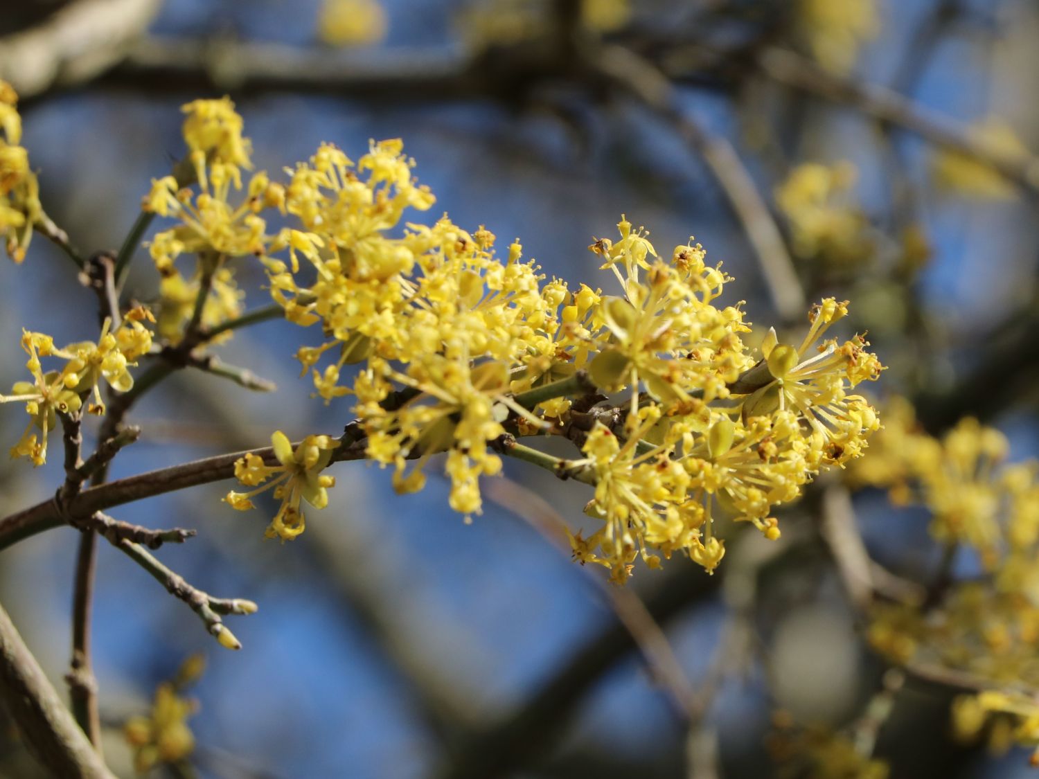 Japanische Kornelkirsche 'Kintoki' - Cornus officinalis 'Kintoki'