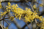 Japanische Kornelkirsche 'Kintoki' - Cornus officinalis 'Kintoki'