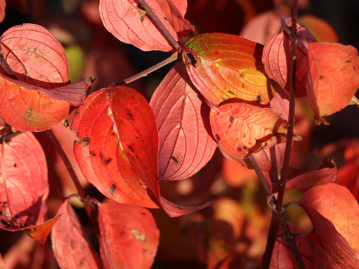 Japanische Kornelkirsche 'Kintoki' - Cornus officinalis 'Kintoki'