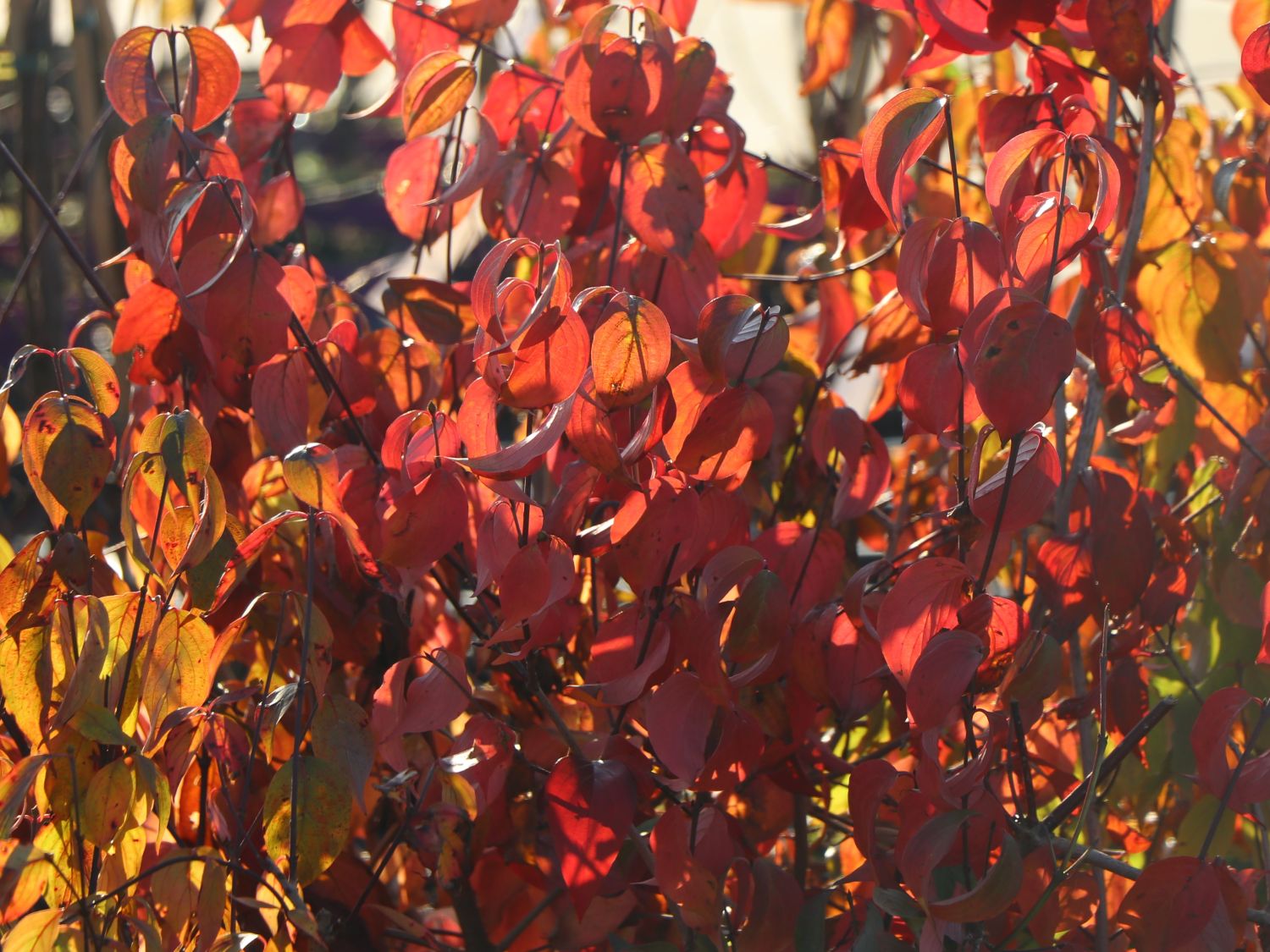 Japanische Kornelkirsche 'Kintoki' - Cornus officinalis 'Kintoki'