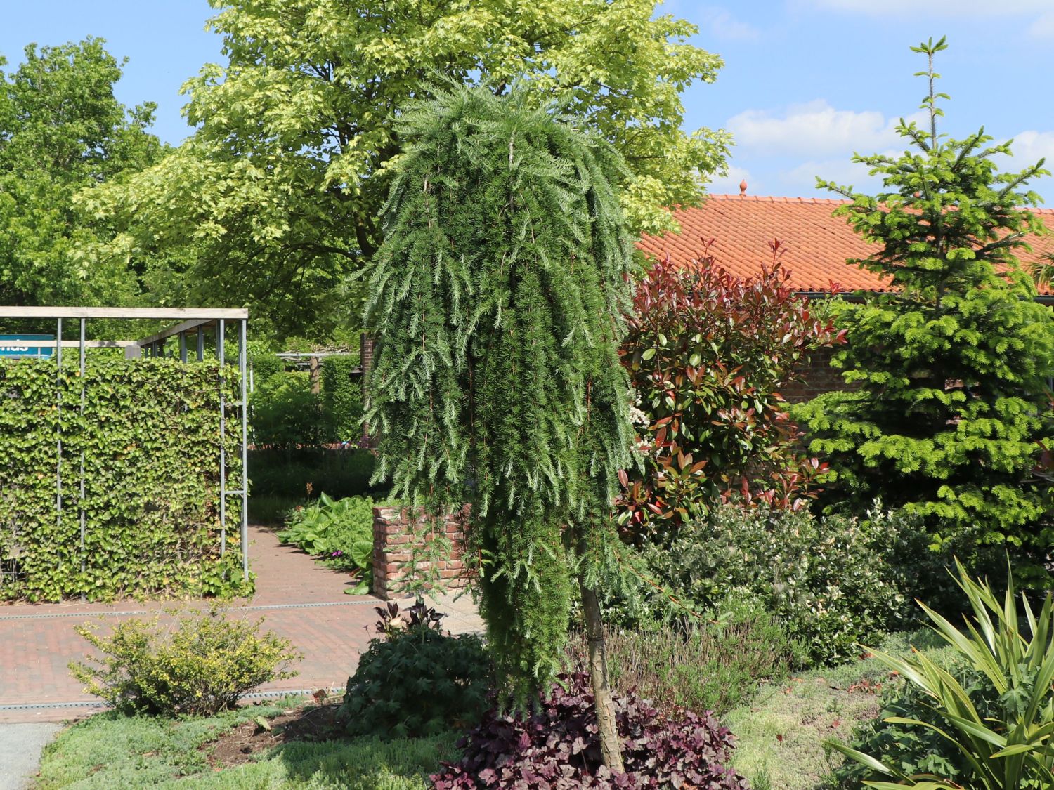 Japanische Lärche 'Stiff Weeper'