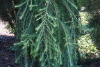 Japanische Lärche 'Stiff Weeper' - Larix kaempferi 'Stiff Weeper'