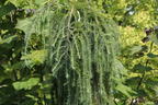 Japanische Lärche 'Stiff Weeper' - Larix kaempferi 'Stiff Weeper'