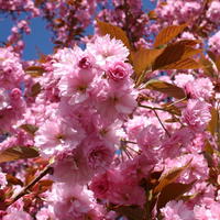 Japanische Nelkenkirsche 'Kanzan' - Prunus serrulata 'Kanzan'