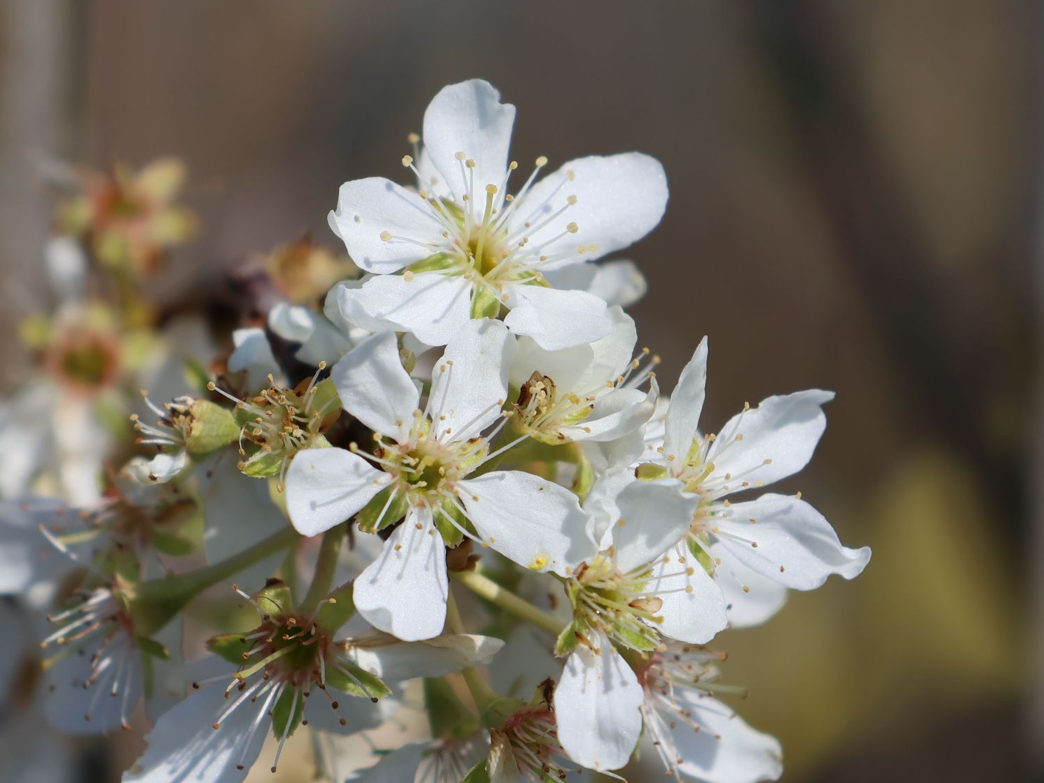 Japanische Pflaume 'Shiro' - Prunus salpingadenia var. salicina 'Shiro'