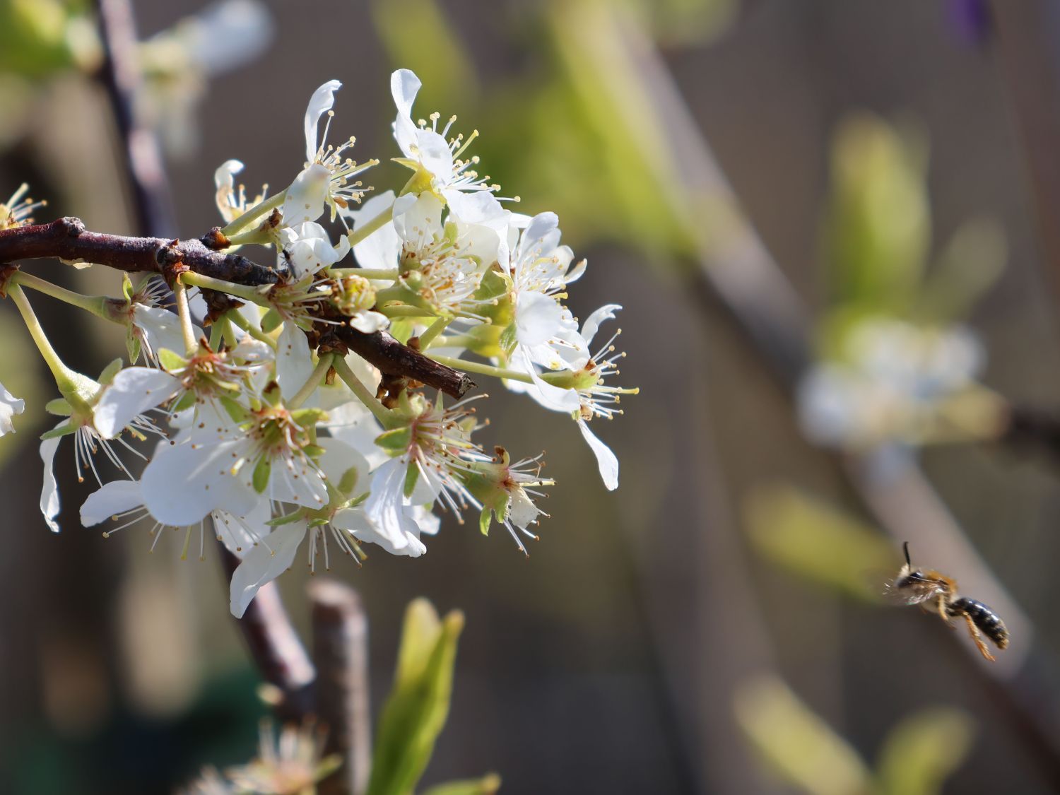 Japanische Pflaume 'Shiro' - Prunus salpingadenia var. salicina 'Shiro'