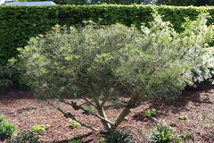Japanische Rotkiefer 'Umbraculifera'