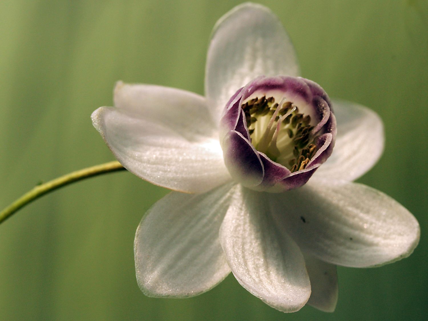 Scheinanemone (Anemonopsis)