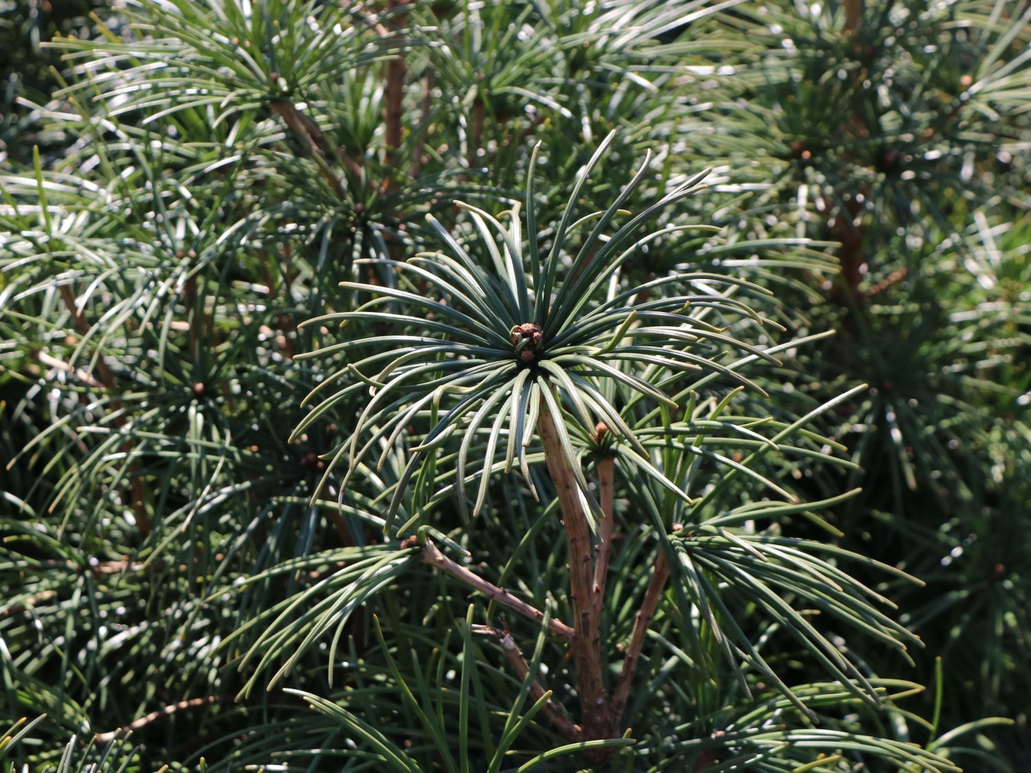 Schirmtannengewächse (Sciadopityaceae)