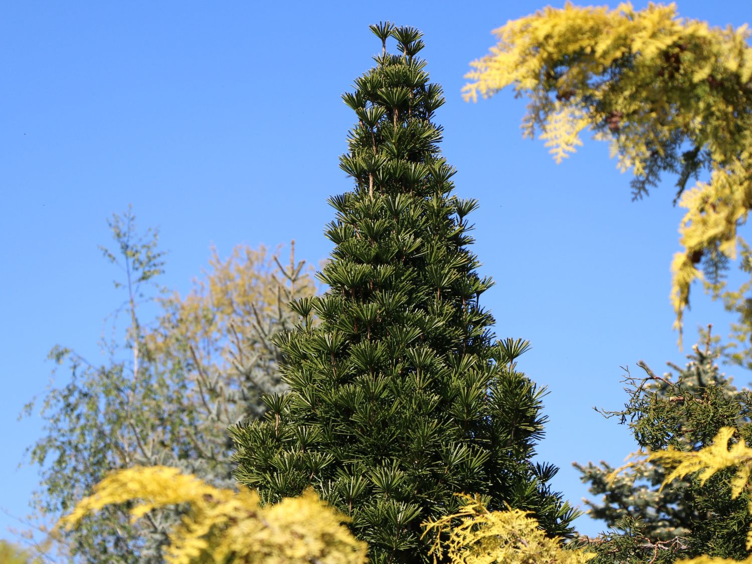 Sciadopitys (Sciadopitys)