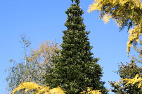 Japanische Schirmtanne 'Sternschnuppe' - Sciadopitys verticillata 'Sternschnuppe'