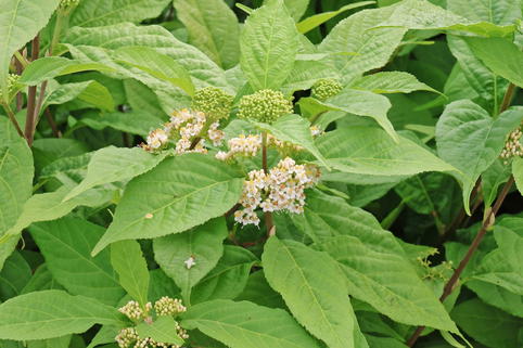 Japanische Schönfrucht 'Leucocarpa' - Callicarpa japonica 'Leucocarpa'