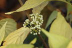 Japanische Schönfrucht 'Leucocarpa' - Callicarpa japonica 'Leucocarpa'