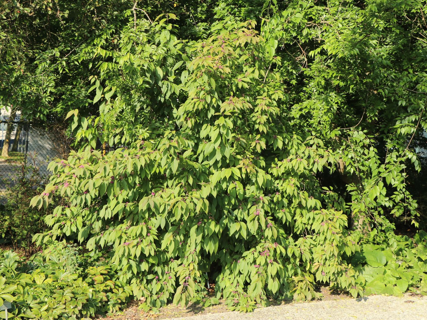 Japanische Schönfrucht