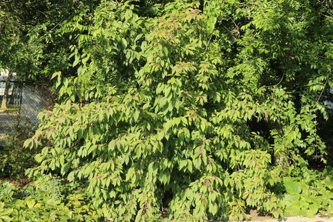 Japanische Schönfrucht - Callicarpa japonica var. japonica