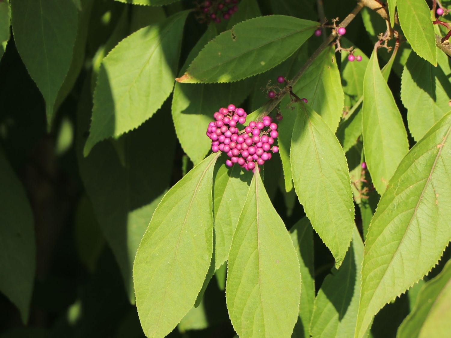 Japanische Schönfrucht - Callicarpa japonica var. japonica