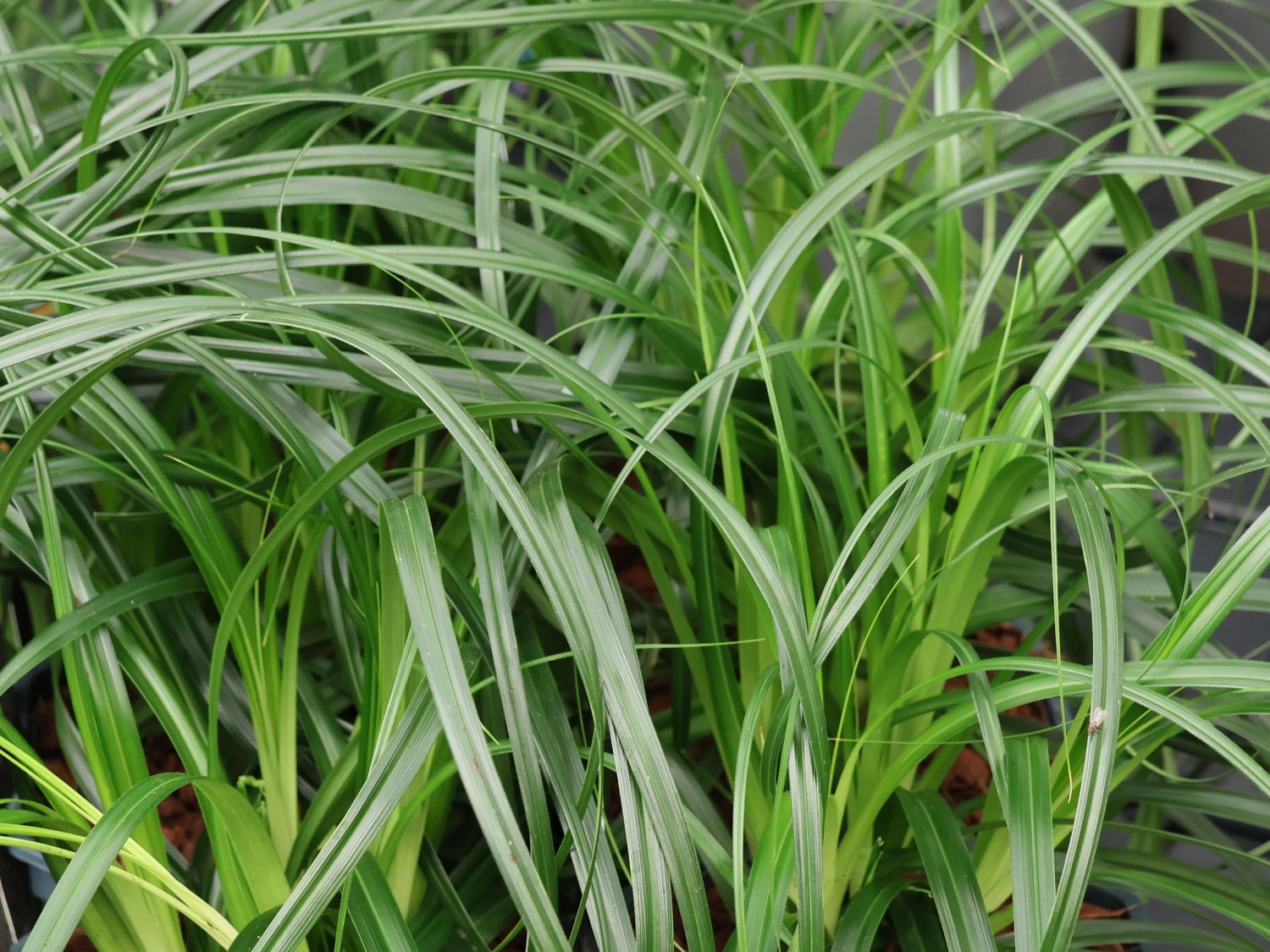 Japanische Segge 'Ribbon Falls'