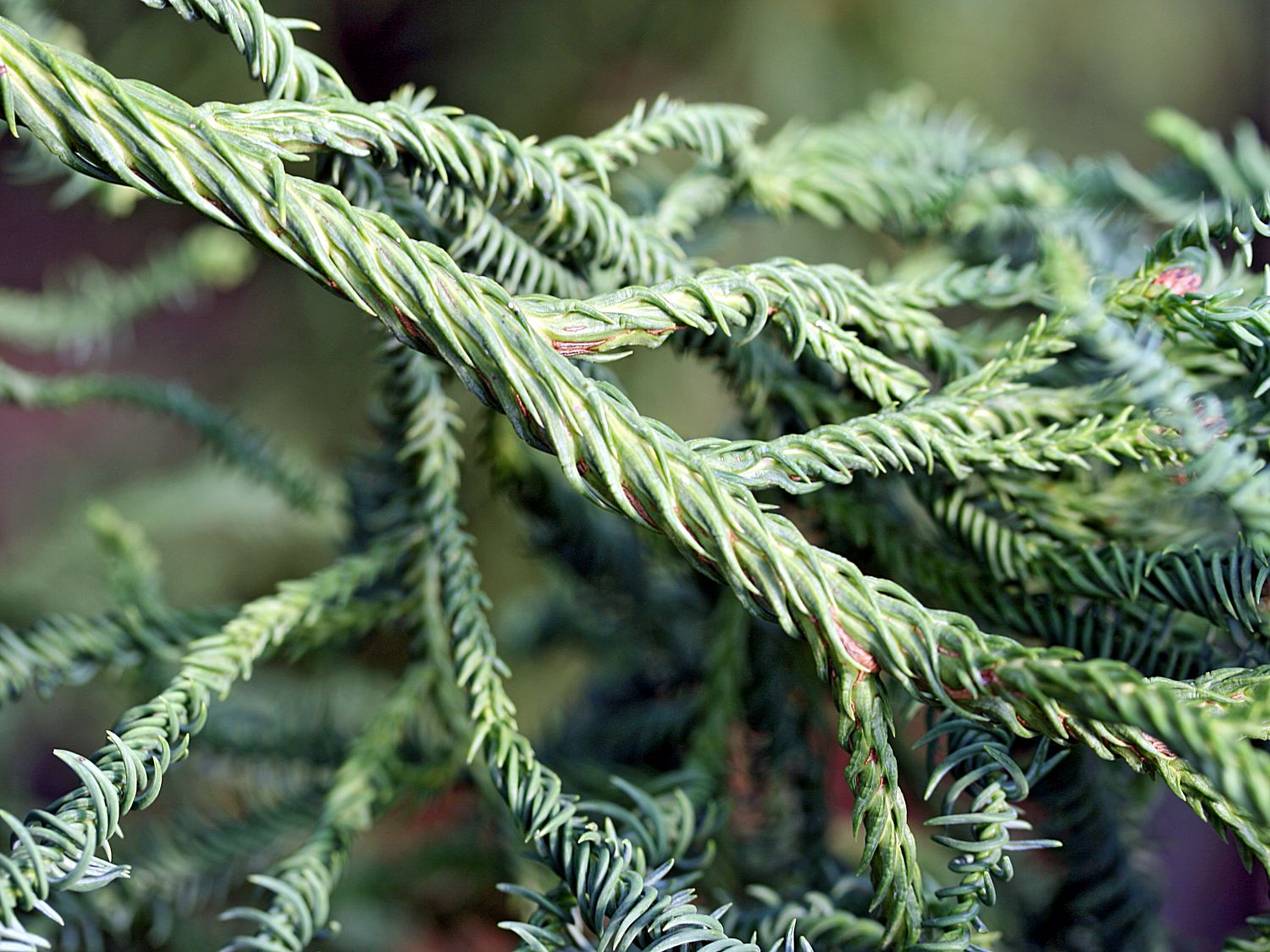 Japanische Sicheltanne 'Rasen' - Cryptomeria japonica 'Rasen'