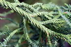 Japanische Sicheltanne 'Rasen' - Cryptomeria japonica 'Rasen'