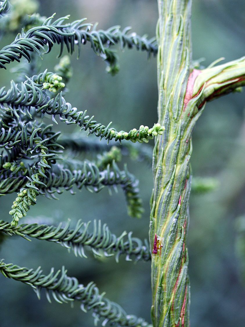 Japanische Sicheltanne 'Rasen' - Cryptomeria japonica 'Rasen'