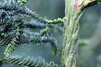 Japanische Sicheltanne 'Rasen' - Cryptomeria japonica 'Rasen'
