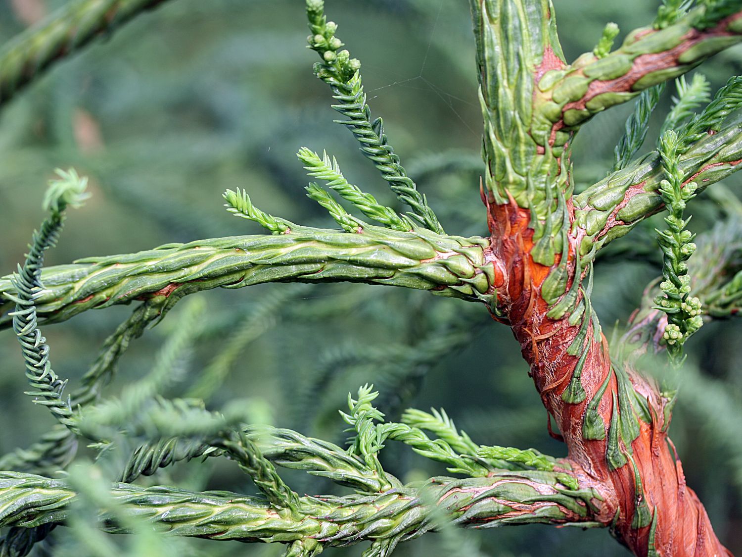 Japanische Sicheltanne 'Rasen' - Cryptomeria japonica 'Rasen'