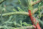 Japanische Sicheltanne 'Rasen' - Cryptomeria japonica 'Rasen'