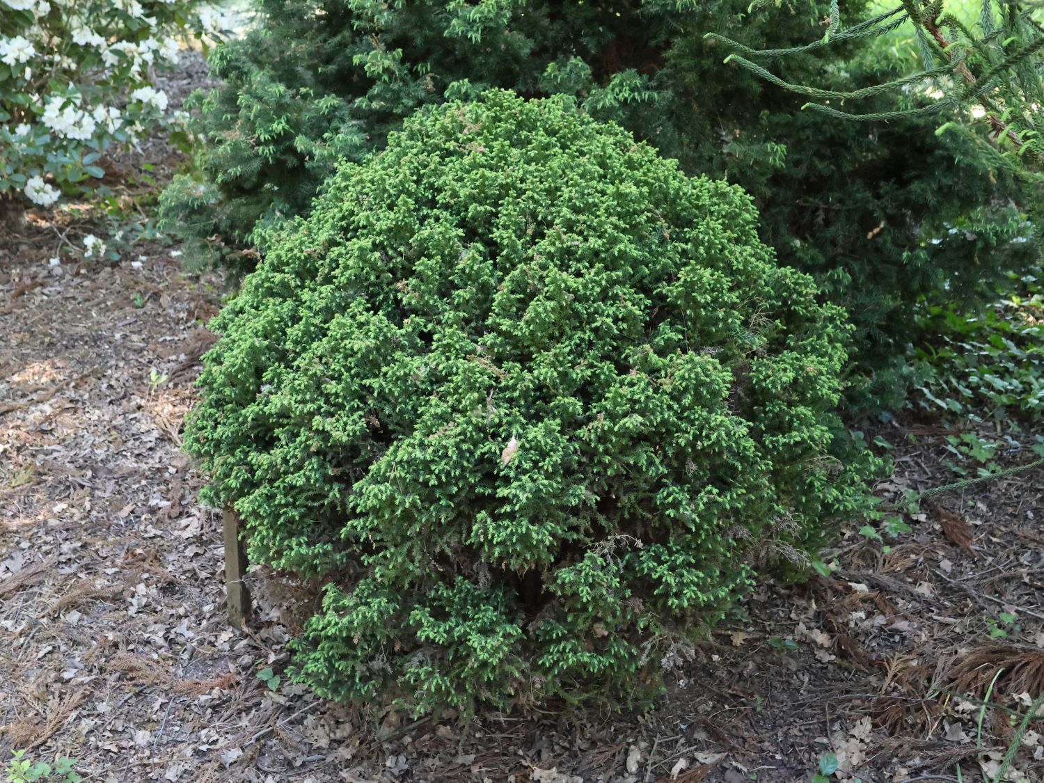 Japanische Sicheltanne 'Vilmoriniana'