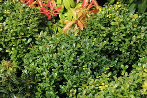 Japanische Stechpalme / Berg-Ilex 'Luxus'