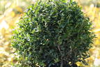 Japanische Stechpalme / Berg-Ilex 'Luxus Globe' (Kugel) - Ilex crenata 'Luxus Globe' (Kugel)