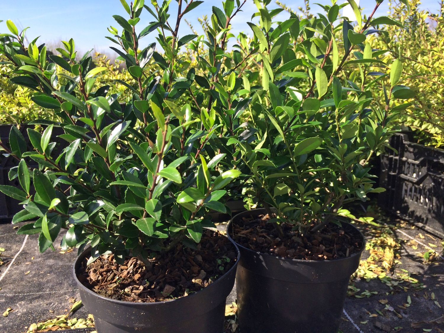 Japanische Stechpalme 'Evergreen' - Ilex maximowicziana 'Evergreen'