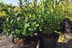 Japanische Stechpalme 'Evergreen' - Ilex maximowicziana 'Evergreen'