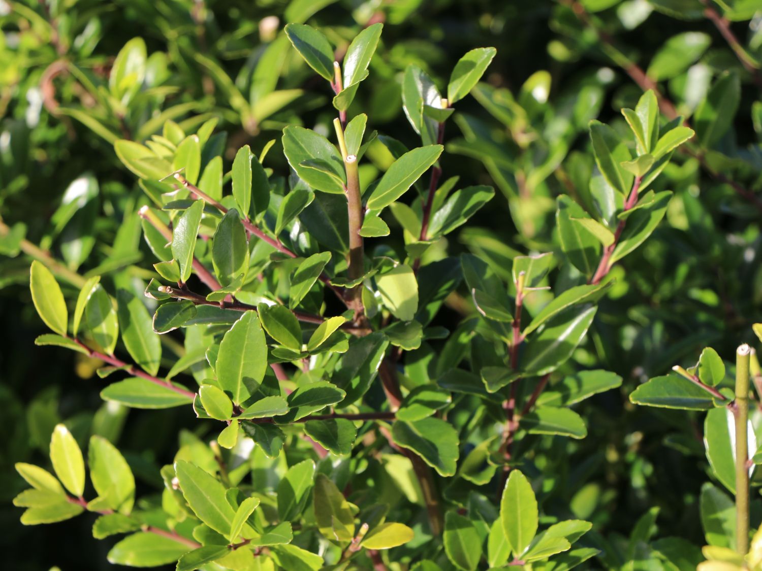 Japanische Stechpalme 'Evergreen' - Ilex maximowicziana 'Evergreen'